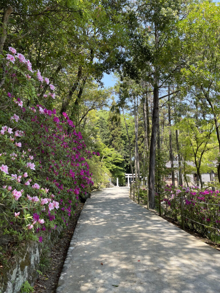 Azaleas in the temple ground